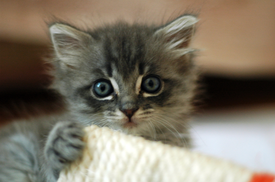 kitten photo